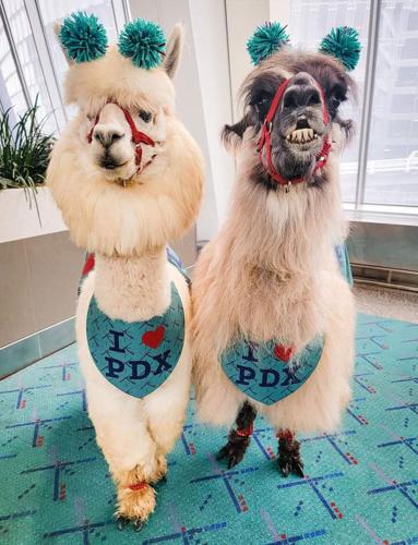 AIRPORT-LLAMAS