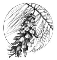 The Outside Story: Pine cones: The complicated lives of conifer seeds